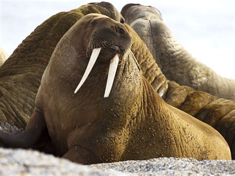walrus tusk size